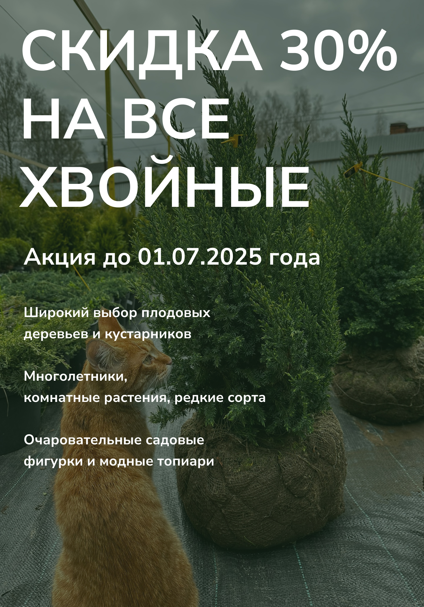 СамоСад растения для сада в наличии! Скидки на большие заказы!